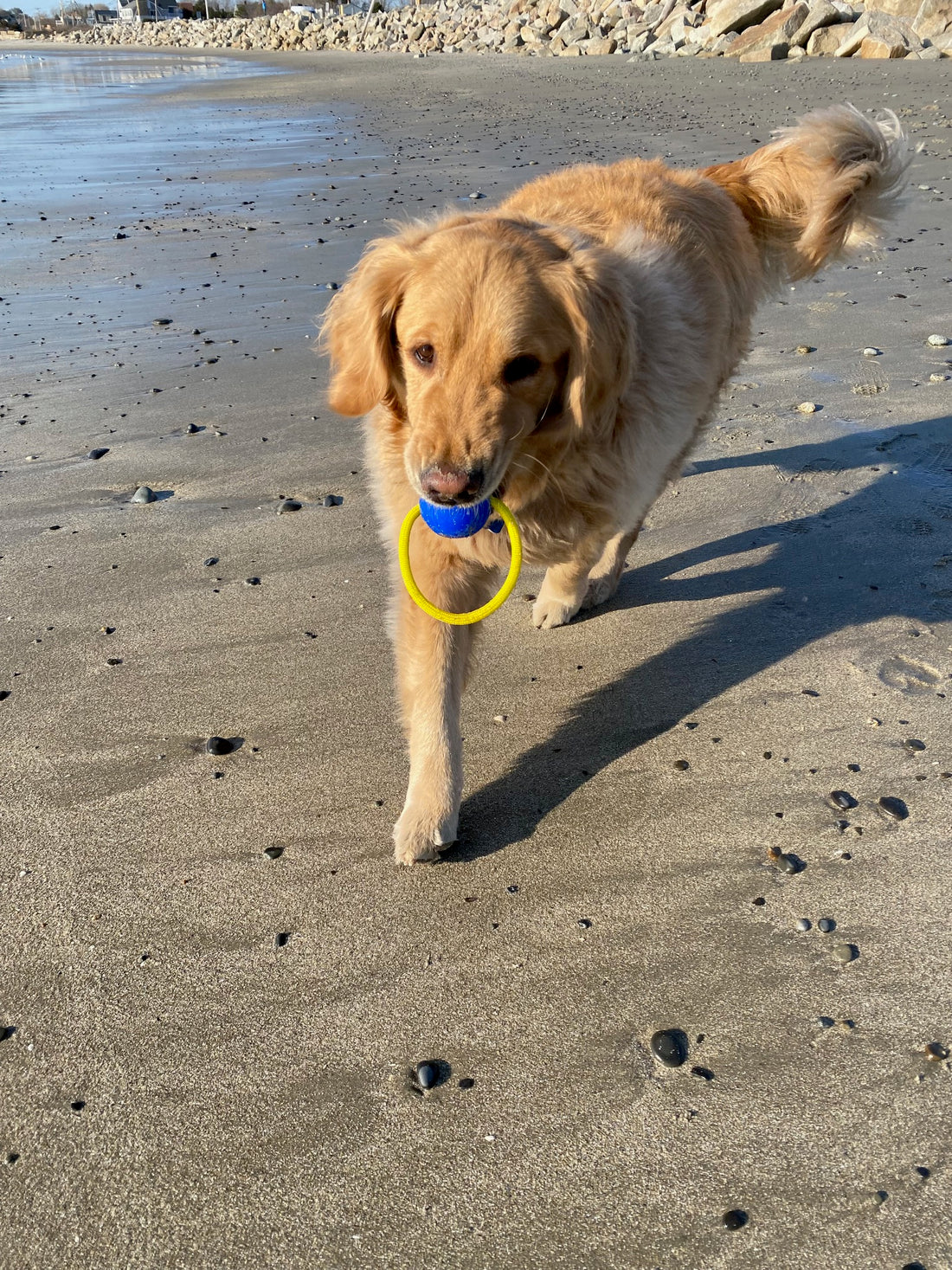 Loop & Launch is the perfect dog toy for summer!